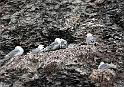 17_Kapp Waldburg-Kittiwakes